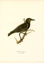 Estorninho comum (cor litho)