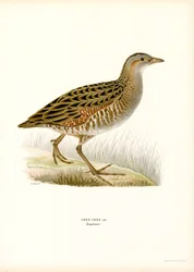 Corn Crake (cor litho)