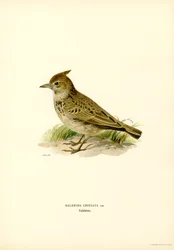 Escuro Crested (cor litho)