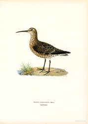 Maçarico-de-colete (cor litho)