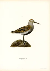 Dunlin (lito colorido)