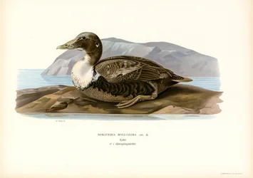 Eider Duck (lito colorido)