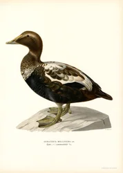 Pato Eider Duck (cor litho)
