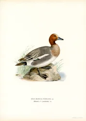 Eurasian Wigeon (lito colorido)