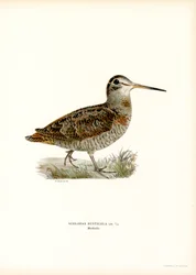Galinhola