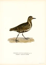 Tarambola-dourada europeia (cor litho)