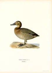 Pochard europeu (cor litho)