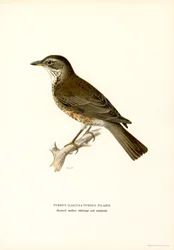 Fieldfare (cor litho)