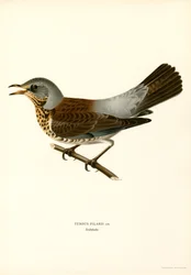 Fieldfare (cor litho)