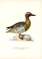 Garganey (cor litho)