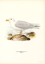 Gaivota Glaucosa (cor litho)