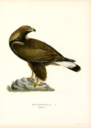 Águia dourada (cor litho)