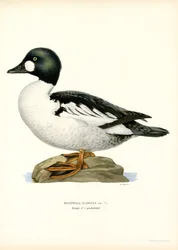 Pato Goldeneye Duck (cor litho)