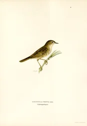 Gafanhoto Warbler (cor litho)