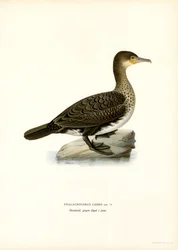 Grande Cormorant (lito colorido)