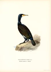 Grande Cormorant (cor litho)