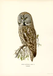 Coruja Cinzenta Grande (cor litho)