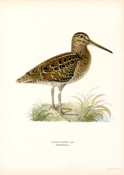 Grande narceja (cor litho)