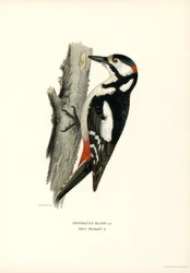 Pica-pau manchado (cor litho)