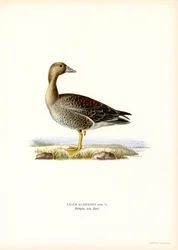 Ganso-de-testa-branca-grande (cor litho)