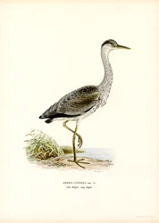 Garça cinzenta (cor litho)