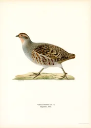 Perdiz cinzenta (cor litho)