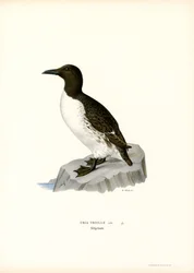 Guillemot (cor litho)