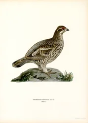 Avelã Grouse (cor litho)