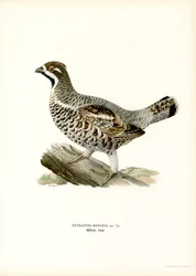 Hazel Grouse (lito colorido)