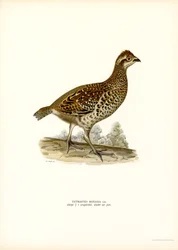 Avelã Grouse (cor litho)
