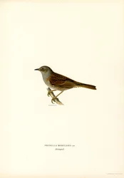 Toutinegra de sebe (cor litho)
