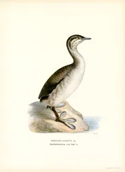 Trompa de Grebe (cor litho)