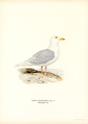 Gaivota da Islândia (lito colorido)