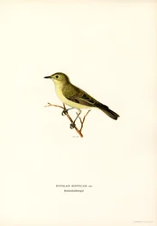 Toutinegra Icterina (lito colorido)