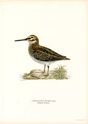 Jack Snipe (lito colorido)
