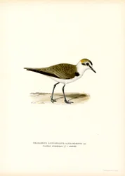 Kentish Plover (lito colorido)