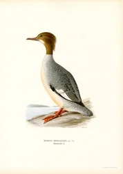Grande Merganser (cor litho)