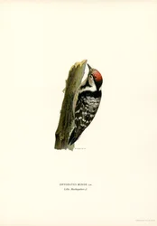 Pica-pau-malhado-pequeno (lito colorido)