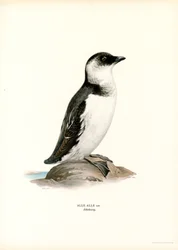 Pequeno Auk (cor litho)
