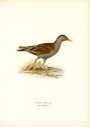 Little Crake (lito colorido)