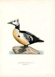 Pequeno Eider (cor litho)