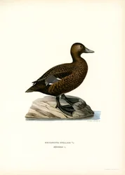 Little Eider (lito colorido)