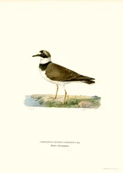 Little Ringed Plover (lito a cores)