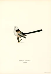 Chapim-rabilongo
