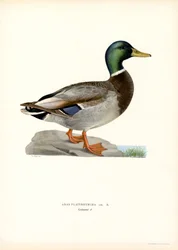 Mallard (lito colorido)