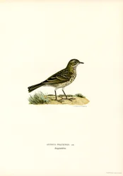 Meadow Pipit (cor litho)