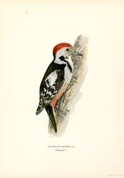 Pica-pau manchado médio (cor litho)
