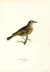 Mistle Thrush (lito a cores)