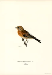 Mountain Finch (lito a cores)