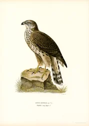 Goshawk do Norte (cor litho)